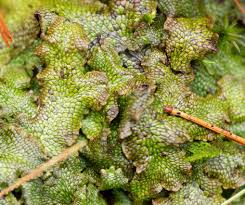 Attēlu rezultāti vaicājumam “Conocephalum salebrosum”