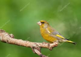 Attēlu rezultāti vaicājumam “Chloris chloris male”