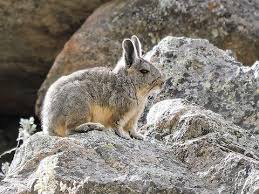 Image result for viscacha