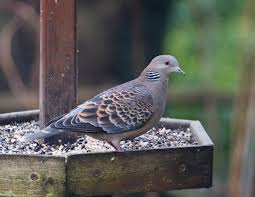 Image result for Streptopelia orientalis