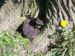 Attēlu rezultāti vaicājumam “Diderma rufostriatum sessile”