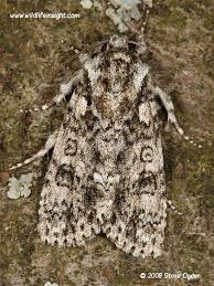 Attēlu rezultāti vaicājumam “Acronicta rumicis imago”