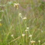 Attēlu rezultāti vaicājumam “Rhynchospora alba fruit”