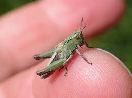 Attēlu rezultāti vaicājumam “Omocestus viridulus”