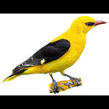 Attēlu rezultāti vaicājumam “Oriolus oriolus female”