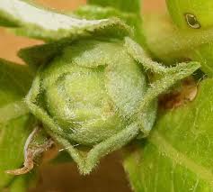 Attēlu rezultāti vaicājumam “Rabdophaga salicis”