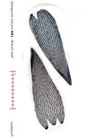 Attēlu rezultāti vaicājumam “Sphagnum fuscum”