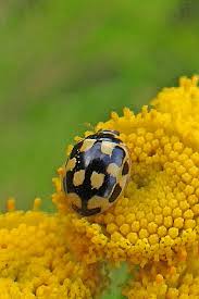 Attēlu rezultāti vaicājumam “Propylea quatuordecimpunctata”