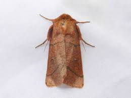 Attēlu rezultāti vaicājumam “Mythimna turca”