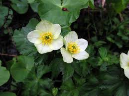 Attēlu rezultāti vaicājumam “Carex globularis flower”