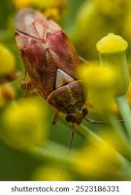 Attēlu rezultāti vaicājumam “Lygus pratensis imago”