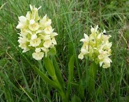 Attēlu rezultāti vaicājumam “Dactylorhiza russowii bud”