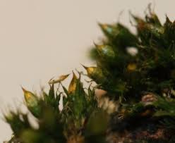 Attēlu rezultāti vaicājumam “Orthotrichum diaphanum sporophyte”