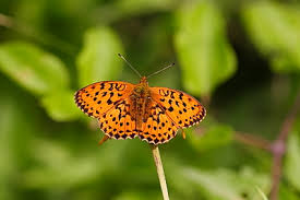 Attēlu rezultāti vaicājumam “Brenthis daphne underside”