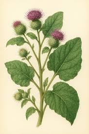 Attēlu rezultāti vaicājumam “Arctium”