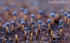 Attēlu rezultāti vaicājumam “Physarum bitectum spores”