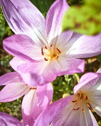 Image result for Herbstzeitlose