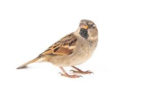 Attēlu rezultāti vaicājumam “Passer domesticus male”