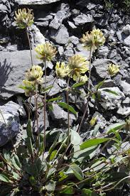 Image result for Anthyllis vulneraria