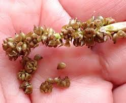 Attēlu rezultāti vaicājumam “Potamogeton gramineus”