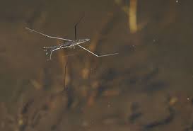 Attēlu rezultāti vaicājumam “Aquarius najas”