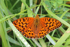 Attēlu rezultāti vaicājumam “Argynnis adippe male”