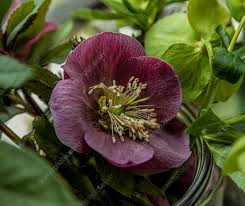 Attēlu rezultāti vaicājumam “Helleborus niger flower”