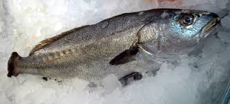 Image result for Argyrosomus regius