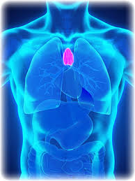 Image result for Thymus