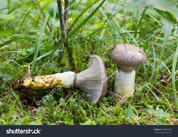 Attēlu rezultāti vaicājumam “Gomphidius glutinosus”