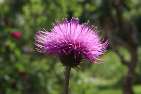 Image result for Alpendistel