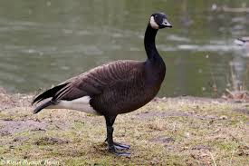 Attēlu rezultāti vaicājumam “Branta canadensis”
