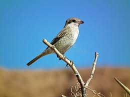 Attēlu rezultāti vaicājumam “Lanius collurio female”