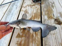 Image result for Ameiurus catus