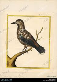 Image result for Nucifraga caryocatactes