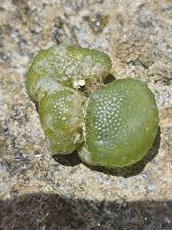 Attēlu rezultāti vaicājumam “Diachea dictyospora (syn. Craterium dictyosporum)”