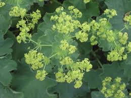Attēlu rezultāti vaicājumam “Alchemilla vulgaris aggr. flower”