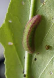 Attēlu rezultāti vaicājumam “Lycaena phlaeas underside”