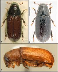 Attēlu rezultāti vaicājumam “Tomicus minor”