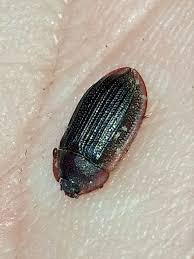 Attēlu rezultāti vaicājumam “Peltis grossa”