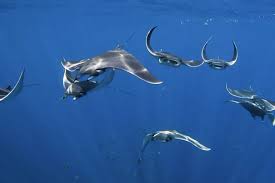 Image result for Manta Divers Sub-Aqua Club