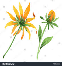 Attēlu rezultāti vaicājumam “Rudbeckia hirta var. hirta leaf”