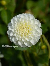 Image result for Dahlia `Snowflake`