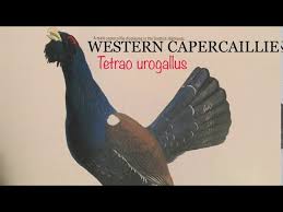 Attēlu rezultāti vaicājumam “Tetrao urogallus male”