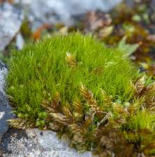 Attēlu rezultāti vaicājumam “Ditrichum flexicaule”