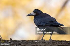 Attēlu rezultāti vaicājumam “Corvus frugilegus adult”