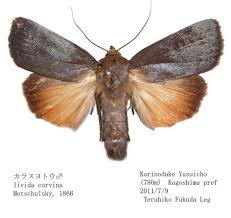 Attēlu rezultāti vaicājumam “Amphipyra livida”