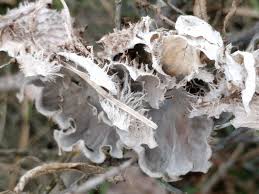 Attēlu rezultāti vaicājumam “Peltigera canina”