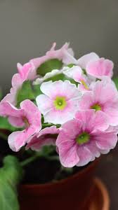 Image result for Primula obconica