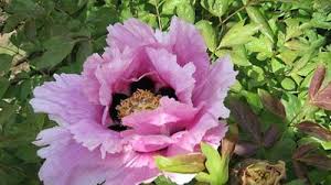 Attēlu rezultāti vaicājumam “Paeoniaceae”